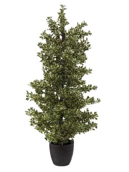 Woodficus silverleaf, 120cm