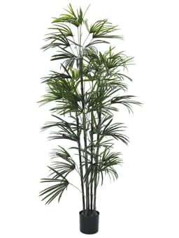 Europalms fan palm seedling, 150cm