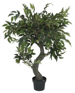 Ficus forest tree, 80 cm.