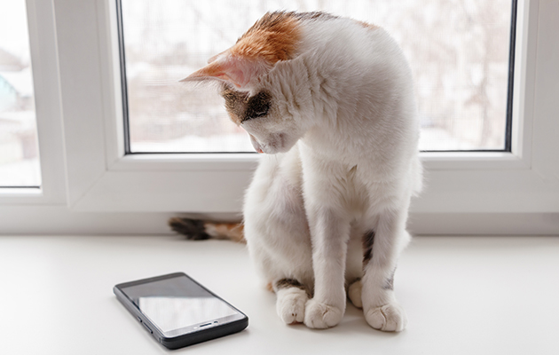 Bruk din gamle smarttelefon som overvåkningskamera En katt som stirrer på en mobil.
