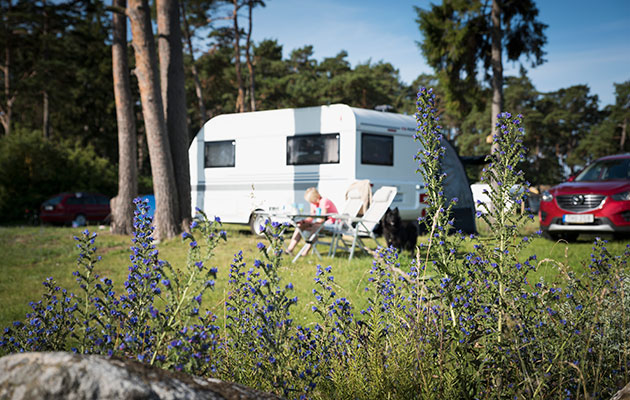 Nyt den friske luften En campingvogn I bakgrunnen, blomster i forgrunnen