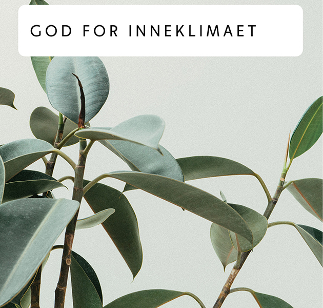 Godt inneklima En plante og en tekstrute