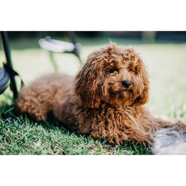 Samyang AF 85mm f/1.4 Sony FE II