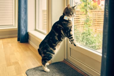 Lilcat GPS-sporingsbrikke for katter