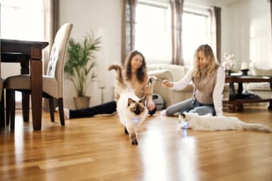 Lilcat GPS-sporingsbrikke for katter