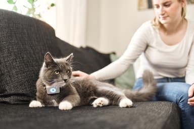 Lilcat GPS-sporingsbrikke for katter