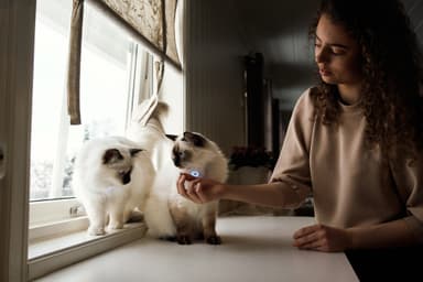 Lilcat GPS-sporingsbrikke for katter