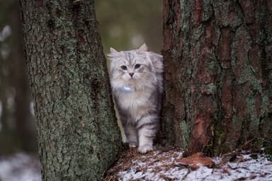Lilcat GPS-sporingsbrikke for katter