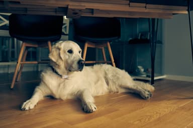Lildog GPS-sporingsbrikke for hunder
