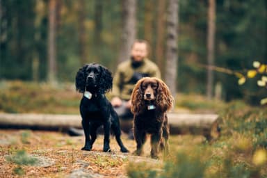 Lildog GPS-sporingsbrikke for hunder