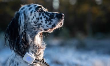 Lildog GPS-sporingsbrikke for hunder