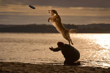 Lildog GPS-sporingsbrikke for hunder