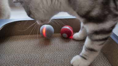 Cheerble ball M1 dyreleke