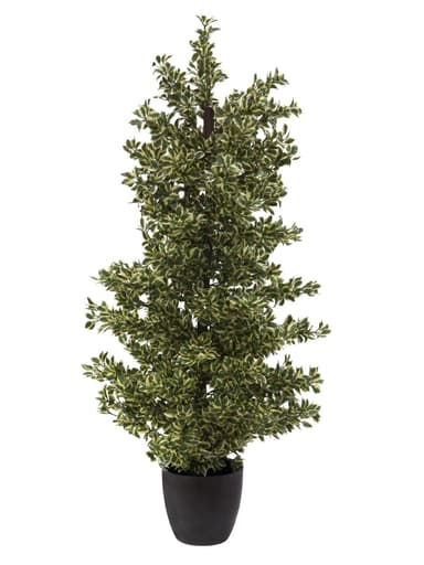 Woodficus silverleaf, 120cm