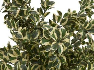 Woodficus silverleaf, 120cm