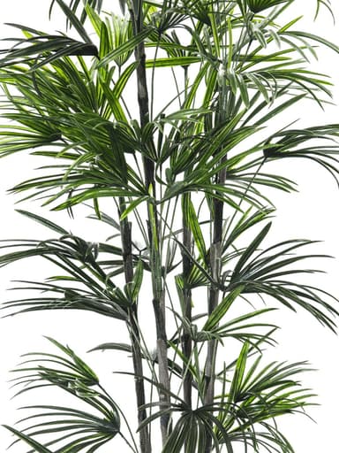 Europalms fan palm seedling, 150cm