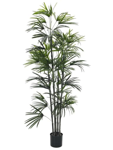 Europalms fan palm seedling, 150cm