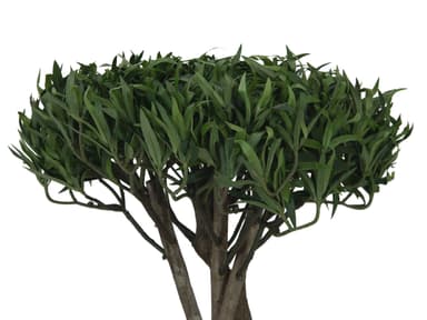 Europalms bonsai tree, multi trunk, 130cm