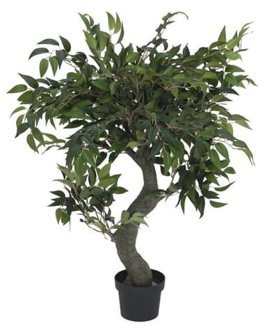 Ficus forest tree, 80 cm.