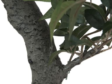 Ficus forest tree, 80 cm.