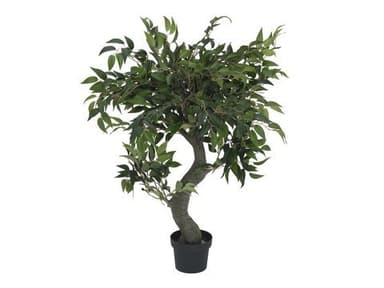 Ficus forest tree, 80 cm.
