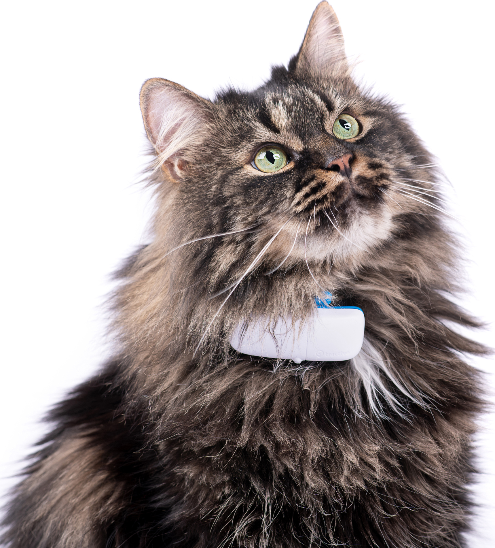 Tractive GPS-sporingsenhet til katt