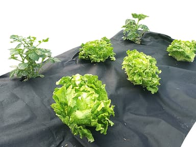 Ugressduk - 10 meter, 50 g/m²