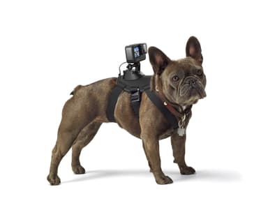 GoPro Fetch hundesele til GoPro