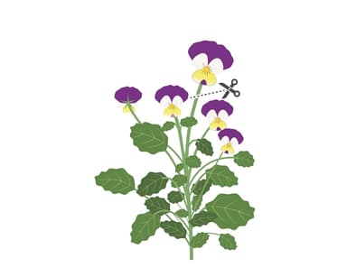 Urtepod - spiselig stemorsblomst