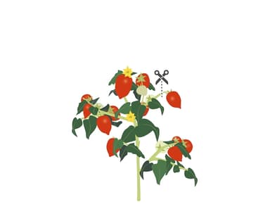 Urtepod - røde tomater