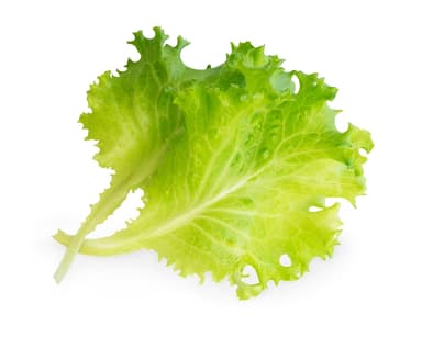 Urtepod - salat