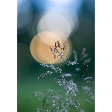 Nikon Nikkor Z 135mm f/1.8 S Plena