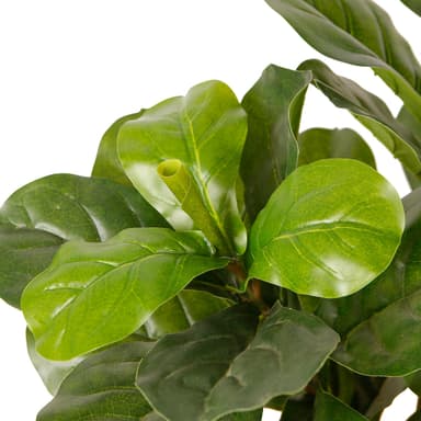 Lykke Kunstig Plante Fiolinfiken 85cm