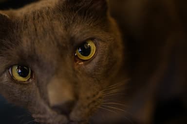 Sony FE 35mm f/1,8 objektiv