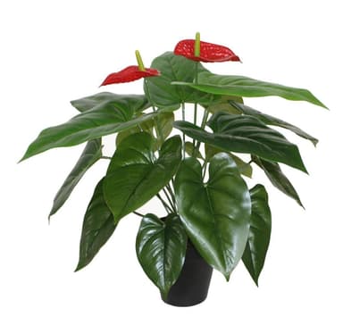 Grønn plante ANTHURIUM H45cm