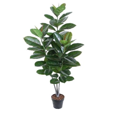 Grønn plante GUMMIPLANTE H130cm