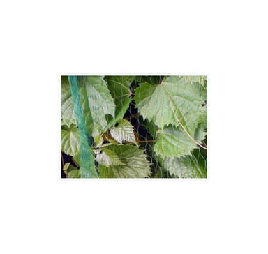 FUGLENETT 10g/m2 19x19mm 4x100m