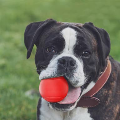 Gummiball for hunder 7 cm Hundeball (rød)