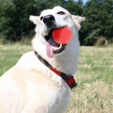Gummiball for hunder 7 cm Hundeball (rød)