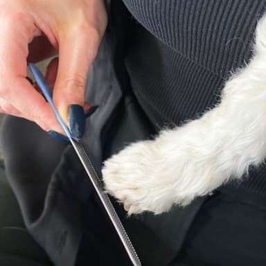 Hundeklosaks i rustfritt stål (blå)
