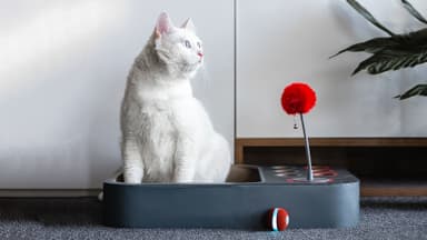 Labyrint og brettspill for katter
