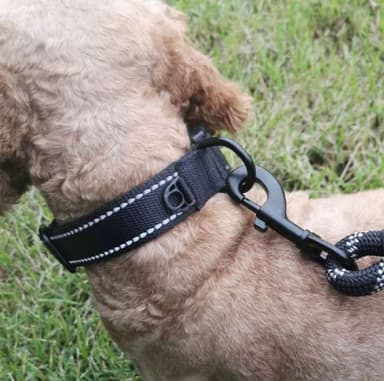 Reflekterende hundehalsbånd i nylon, justerbart til kjæledyr L