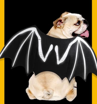 Halloween-kostyme Batman til hund/katt (størrelse L)