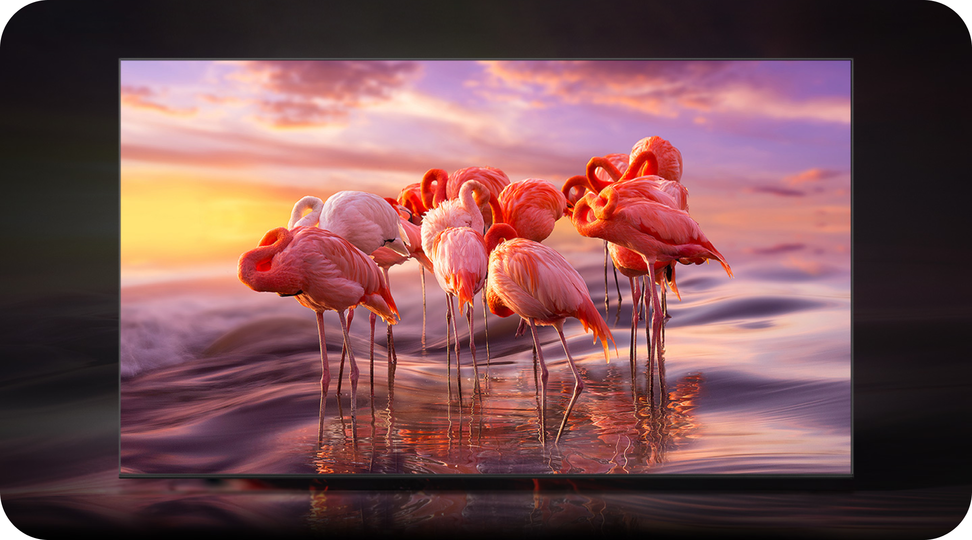 Samsung OLED med bilde av flamingoer på TV-skjermen