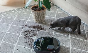 robotstøvsuger, en katt og en plante