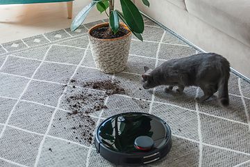 robotstøvsuger, en katt og en plante