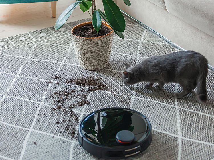 robotstøvsuger, en katt og en plante