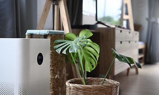 En plante ved siden av en air condition