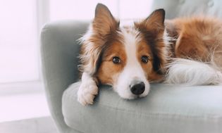 en hund ligger på en sofa