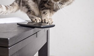 katt ved siden av en telefon som ligger helt på kanten av et bord